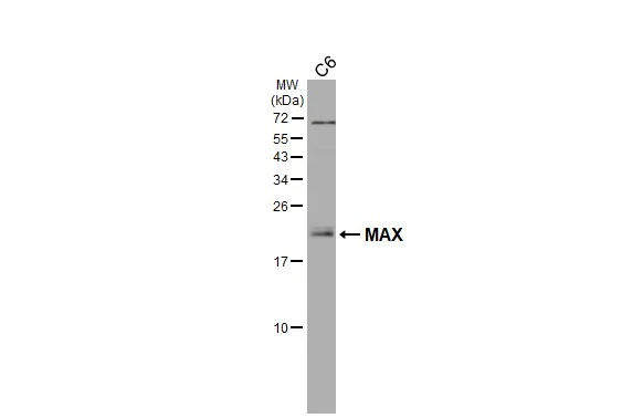 Whole cell extract (30 μg) was separated by 15% SDS-PAGE, and the membrane was blotted with MAX antibody [HL3577] (GTX641548) diluted at 1:1000. The HRP-conjugated anti-rabbit IgG antibody (GTX213110-01) was used to detect the primary antibody.