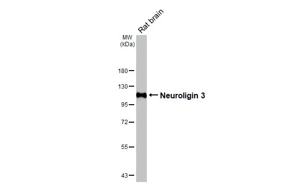 Rat tissue extract (50 μg) was separated by 7.5% SDS-PAGE, and the membrane was blotted with Neuroligin 3 antibody [HL3585] (GTX641556) diluted at 1:1000. The HRP-conjugated anti-rabbit IgG antibody (GTX213110-01) was used to detect the primary antibody.