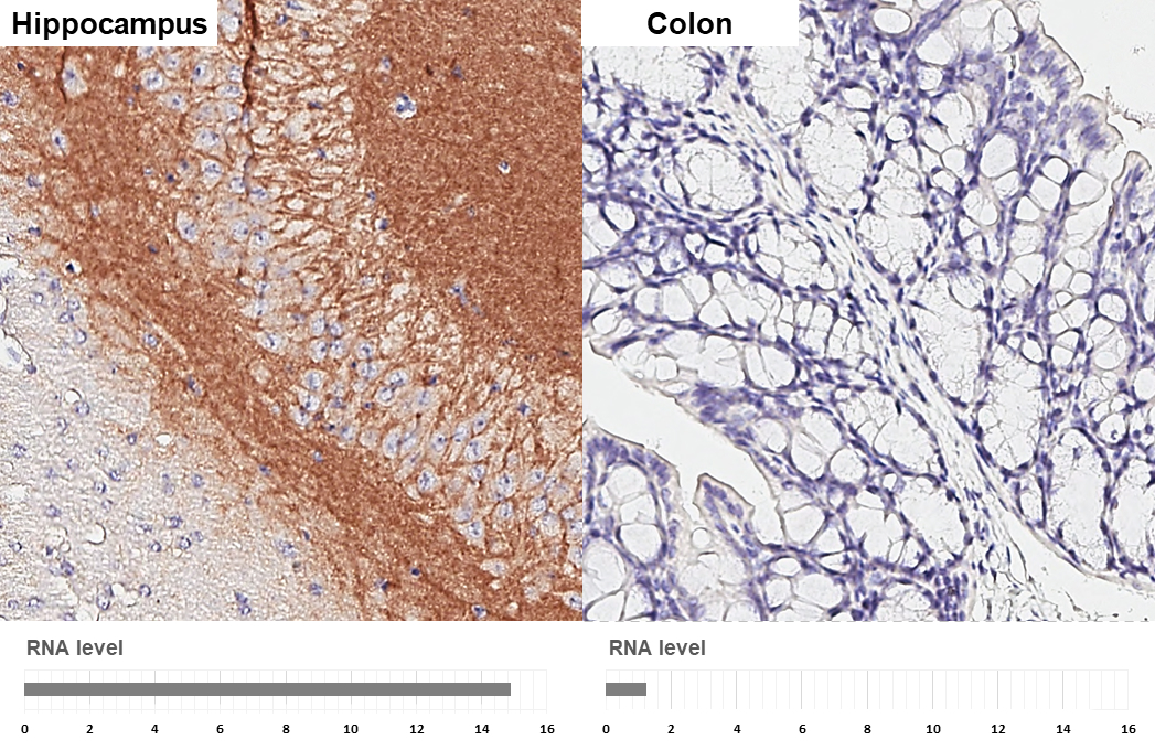 Neuroligin 3 antibody [HL3585] detects Neuroligin 3 protein by immunohistochemical analysis. Sample: Paraffin-embedded mouse tissues. Neuroligin 3 stained by Neuroligin 3 antibody [HL3585] (GTX641556) diluted at 1:200. Antigen Retrieval: Tris-EDTA buffer, pH 9.0, 15 min