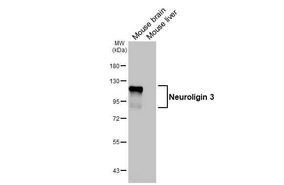 Various tissue extracts (50 μg) were separated by 7.5% SDS-PAGE, and the membrane was blotted with Neuroligin 3 antibody [HL3585] (GTX641556) diluted at 1:1000. The HRP-conjugated anti-rabbit IgG antibody (GTX213110-01) was used to detect the primary antibody.