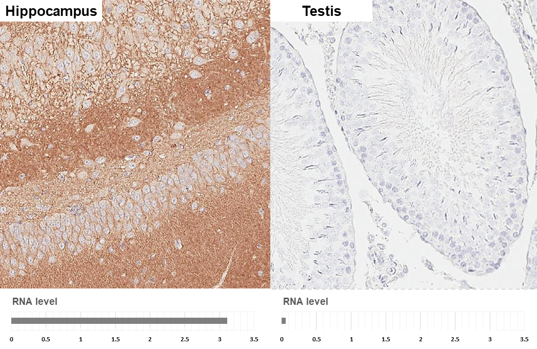 Neuroligin 3 antibody [HL3585] detects Neuroligin 3 protein by immunohistochemical analysis. Sample: Paraffin-embedded rat tissues. Neuroligin 3 stained by Neuroligin 3 antibody [HL3585] (GTX641556) diluted at 1:250. Antigen Retrieval: Tris-EDTA buffer, pH 9.0, 15 min