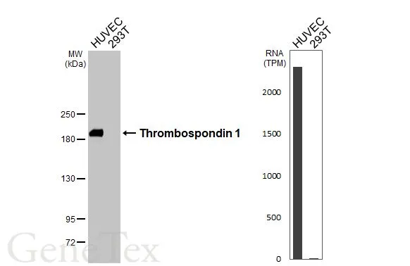 Various whole cell extracts (30 μg) were separated by 5% SDS-PAGE, and the membrane was blotted with Thrombospondin 1 antibody [HL3593] (GTX641564) diluted at 1:1000. The HRP-conjugated anti-rabbit IgG antibody (GTX213110-01) was used to detect the primary antibody. Corresponding RNA expression data for the same cell lines are based on Human Protein Atlas program.
