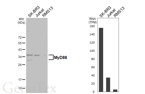 Various whole cell extracts (30 μg) were separated by 12% SDS-PAGE, and the membrane was blotted with MyD88 antibody [HL3601] (GTX641576) diluted at 1:1000. The HRP-conjugated anti-rabbit IgG antibody (GTX213110-01) was used to detect the primary antibody, and the signal was developed with Trident ECL plus-Enhanced. Corresponding RNA expression data for the same cell lines are based on Human Protein Atlas program.