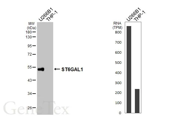 Various whole cell extracts (30 μg) were separated by 10% SDS-PAGE, and the membrane was blotted with ST6GAL1 antibody [HL3611] (GTX641586) diluted at 1:1000. The HRP-conjugated anti-rabbit IgG antibody (GTX213110-01) was used to detect the primary antibody. Corresponding RNA expression data for the same cell lines are based on Human Protein Atlas program.
