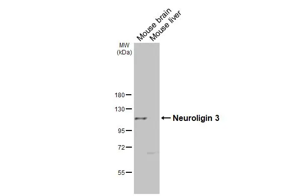 Various tissue extracts (50 μg) were separated by 7.5% SDS-PAGE, and the membrane was blotted with Neuroligin 3 antibody [GT65] (GTX641603) diluted at 1:1000. The HRP-conjugated anti-mouse IgG antibody (GTX213111-01) was used to detect the primary antibody.