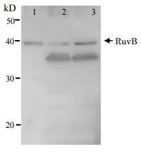 Detection of RuvB (37kD) protein by Western blotting using this antibody lane1: RuvB protein 5ng lane2: E. coli AB1157 crude extract lane3: E. coli AB1157 lexA mutant crude extract Expression of RuvB is enhanced by lexA mutation. Detection of RuvB (37kD) protein by Western blotting using this antibody lane1: RuvB protein 5ng lane2: E. coli AB1157 crude extract lane3: E. coli AB1157 lexA mutant crude extract Expression of RuvB is enhanced by lexA mutation.