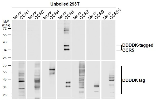 Unboiled non-transfected (–) and transfected (+) 293T whole cell extracts (30 μg) were separated by 10% SDS-PAGE, and the membrane was blotted with CCR5 antibody [HL3650] (GTX641641) diluted at 1:5000. The HRP-conjugated anti-rabbit IgG antibody (GTX213110-01) was used to detect the primary antibody.