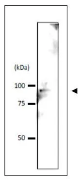 Detection of Srb4p in crude extract of S. cerevisiae by Western blotting Extract of S. cervisiae strain BY4741 (10 microg) was used. Tahe antibody was used at 1/1,000 dilution. IMMUNO SHOT was used as signal enhancer.. Molecular mass of Srb4 protein is 78.5 kDa Detection of Srb4p in crude extract of S. cerevisiae by Western blotting Extract of S. cervisiae strain BY4741 (10 microg) was used. Tahe antibody was used at 1/1,000 dilution. IMMUNO SHOT was used as signal enhancer.. Molecular mass of Srb4 protein is 78.5 kDa