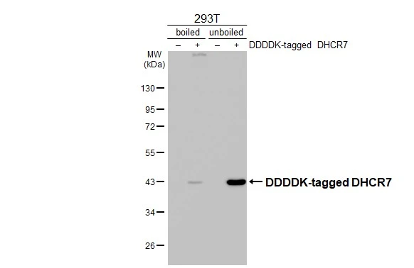Non-transfected (–) and transfected (+) boiled and unboiled 293T whole cell extracts (30 μg) were separated by 10% SDS-PAGE, and the membrane was blotted with DHCR7 antibody [HL3685] (GTX641713) diluted at 1:5000. The HRP-conjugated anti-rabbit IgG antibody (GTX213110-01) was used to detect the primary antibody.