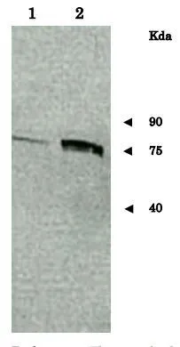 Identification of Sup35 protein in crude extracts of S. cerevisiae by western blotting with anti-Sup35 antibody 1. Endogenous expression in S. cerevisiae. 2. Overexpression of Sup35 protein by introduction of a plasmid carrying Sup35 gene into S. cerevisiae. Anti-Sup35 antibody was used at 1/2,000 dilution. Sup35 protein was identified about 77 kDa position (Molecular mass of Sup35 is 76.6 kDa) Identification of Sup35 protein in crude extracts of S. cerevisiae by western blotting with anti-Sup35 antibody 1. Endogenous expression in S. cerevisiae. 2. Overexpression of Sup35 protein by introduction of a plasmid carrying Sup35 gene into S. cerevisiae. Anti-Sup35 antibody was used at 1/2,000 dilution. Sup35 protein was identified about 77 kDa position (Molecular mass of Sup35 is 76.6 kDa)
