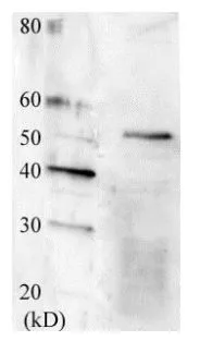 Detection of Swi6 protein by Western blotting using this antibody
