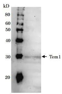 Detection of Tem1 (28kD) in the crude extract of S. cerevisiae by Western blotting using this antibody. Detection of Tem1 (28kD) in the crude extract of S. cerevisiae by Western blotting using this antibody.