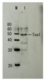 Detection of endogenous Toa1p by Western blotting Lane M: Protein size markers (kDa) Lane1: Extract of budding yeast The antiserum was used at 1/5,000 dilution Molecular mass of Toa1 is 32.2 kDa, but it shows apparent size of 45~47 kDa in SDS-PAGE-WB as in other publications. Detection of endogenous Toa1p by Western blotting Lane M: Protein size markers (kDa) Lane1: Extract of budding yeast The antiserum was used at 1/5,000 dilution Molecular mass of Toa1 is 32.2 kDa, but it shows apparent size of 45~47 kDa in SDS-PAGE-WB as in other publications.
