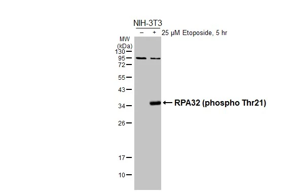 Untreated (–) and treated (+) NIH-3T3 whole cell extracts (30 μg) were separated by 12% SDS-PAGE, and the membrane was blotted with RPA32 (phospho Thr21) antibody [HL3693] (GTX641865) diluted at 1:1000. The HRP-conjugated anti-rabbit IgG antibody (GTX213110-01) was used to detect the primary antibody.