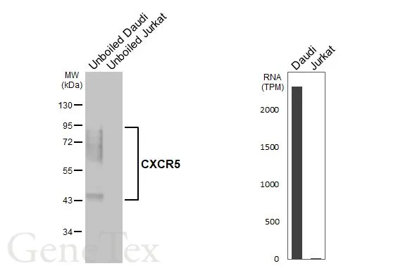 Unboiled various whole cell extracts (30 μg) were separated by 10% SDS-PAGE, and the membrane was blotted with CXCR5 antibody [HL3708] (GTX641880) diluted at 1:1000. The HRP-conjugated anti-rabbit IgG antibody (GTX213110-01) was used to detect the primary antibody. Corresponding RNA expression data for the same cell lines are based on Human Protein Atlas program.