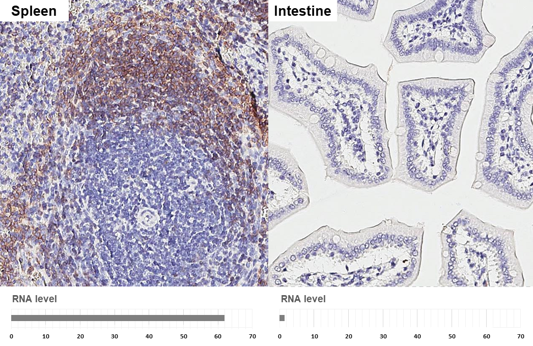 CXCR5 antibody [HL3708] detects CXCR5 protein by immunohistochemical analysis. Sample: Paraffin-embedded mouse tissues. CXCR5 stained by CXCR5 antibody [HL3708] (GTX641880) diluted at 1:250. Antigen Retrieval: Citrate buffer, pH 6.0, 15 min