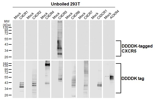 Unboiled non-transfected (–) and transfected (+) 293T whole cell extracts (30 μg) were separated by 10% SDS-PAGE, and the membrane was blotted with CXCR5 antibody [HL3708] (GTX641880) diluted at 1:5000. The HRP-conjugated anti-rabbit IgG antibody (GTX213110-01) was used to detect the primary antibody.