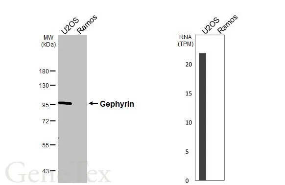 Various whole cell extracts (30 μg) were separated by 7.5% SDS-PAGE, and the membrane was blotted with Gephyrin antibody [HL3712] (GTX641902) diluted at 1:1000. The HRP-conjugated anti-rabbit IgG antibody (GTX213110-01) was used to detect the primary antibody. Corresponding RNA expression data for the same cell lines are based on Human Protein Atlas program.