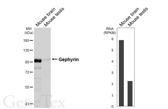 Various tissue extracts (50 μg) were separated by 7.5% SDS-PAGE, and the membrane was blotted with Gephyrin antibody [HL3712] (GTX641902) diluted at 1:1000. The HRP-conjugated anti-rabbit IgG antibody (GTX213110-01) was used to detect the primary antibody.Corresponding RNA levels (RPKM) in the tissues are based on NCBI database.