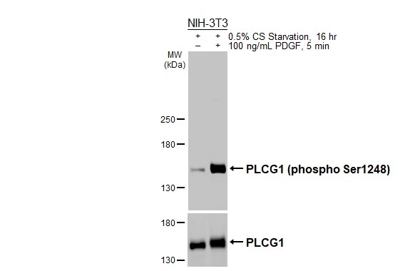 Untreated (–) and treated (+) NIH-3T3 whole cell extracts (30 μg) were separated by 5% SDS-PAGE, and the membrane was blotted with PLCG1 (phospho Ser1248) antibody [HL3719] (GTX641909) diluted at 1:1000 and PLCG1 antibody (GTX641396) diluted at 1:1000. The HRP-conjugated anti-rabbit IgG antibody (GTX213110-01) was used to detect the primary antibody.