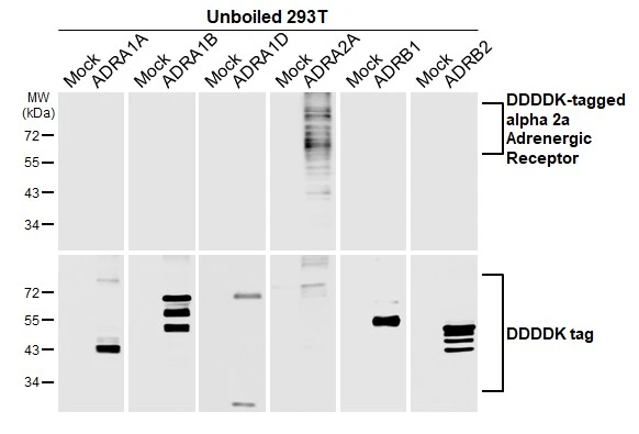 Unboiled non-transfected (–) and transfected (+) 293T whole cell extracts (30 μg) were separated by 10% SDS-PAGE, and the membrane was blotted with alpha 2a Adrenergic Receptor antibody [HL3725] (GTX641915) diluted at 1:5000. The HRP-conjugated anti-rabbit IgG antibody (GTX213110-01) was used to detect the primary antibody.