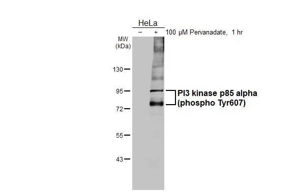 Untreated (–) and treated (+) HeLa whole cell extracts (30 μg) were separated by 7.5% SDS-PAGE, and the membrane was blotted with PI3 kinase p85 alpha (phospho Tyr607) antibody [HL3732] (GTX641922) diluted at 1:1000. The HRP-conjugated anti-rabbit IgG antibody (GTX213110-01) was used to detect the primary antibody.