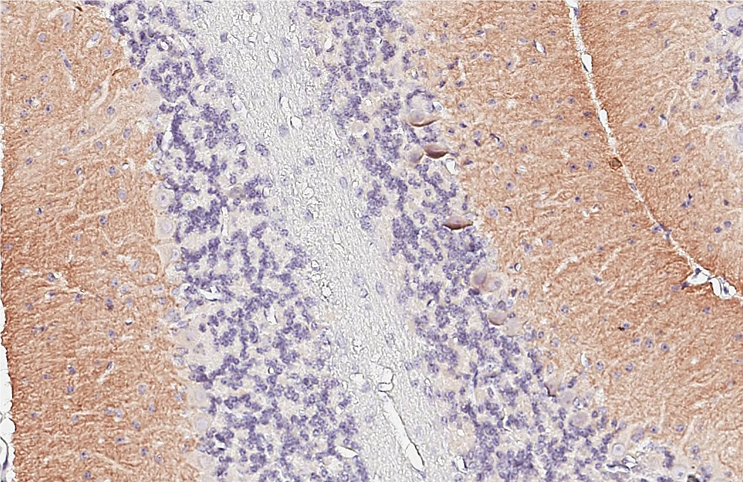 GABA B Receptor 1 antibody [GT83] detects GABA B Receptor 1 protein by immunohistochemical analysis. Sample: Paraffin-embedded mouse cerebellum. GABA B Receptor 1 stained by GABA B Receptor 1 antibody [GT83] (GTX641938) diluted at 1:100. Antigen Retrieval: Tris-EDTA buffer, pH 9.0, 15 min