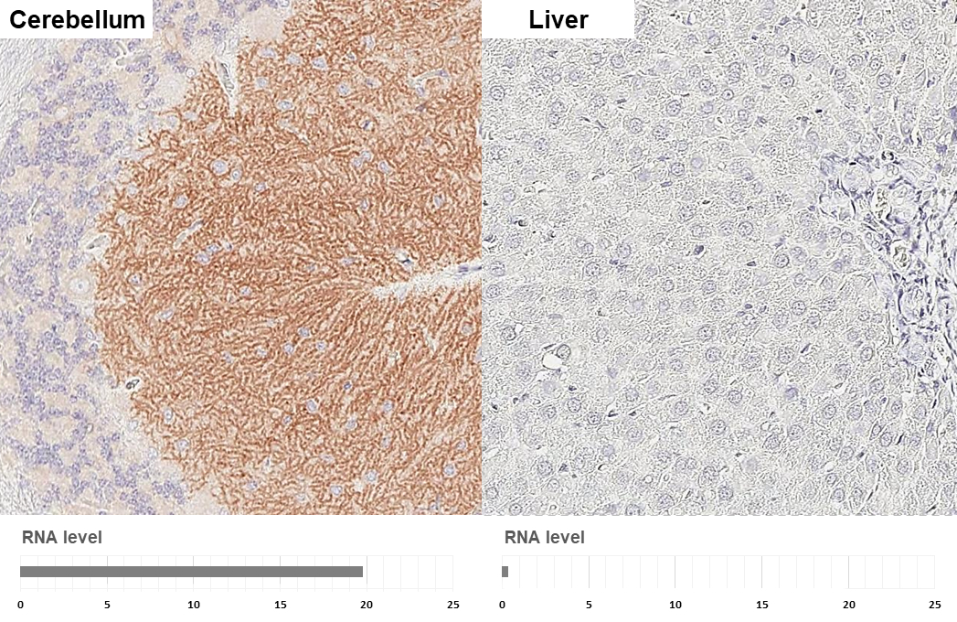 GABA B Receptor 1 antibody [GT83] detects GABA B Receptor 1 protein by immunohistochemical analysis. Sample: Paraffin-embedded rat tissues. GABA B Receptor 1 stained by GABA B Receptor 1 antibody [GT83] (GTX641938) diluted at 1:100. Antigen Retrieval: Tris-EDTA buffer, pH 9.0, 15 min