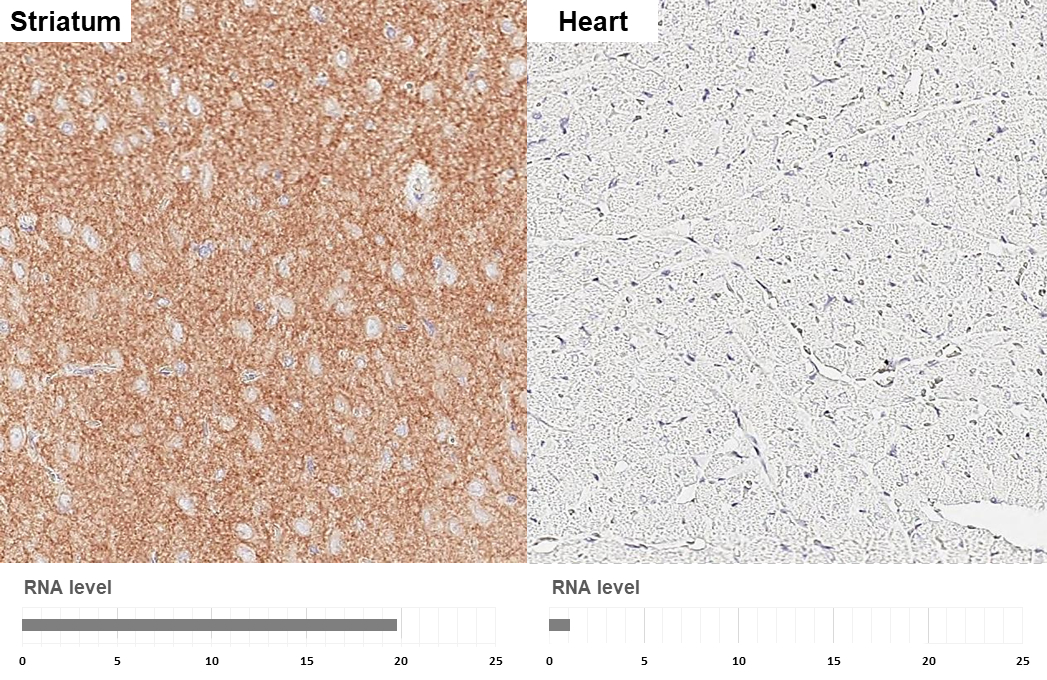 GABA B Receptor 1 antibody [GT83] detects GABA B Receptor 1 protein by immunohistochemical analysis. Sample: Paraffin-embedded rat tissues. GABA B Receptor 1 stained by GABA B Receptor 1 antibody [GT83] (GTX641938) diluted at 1:100. Antigen Retrieval: Tris-EDTA buffer, pH 9.0, 15 min