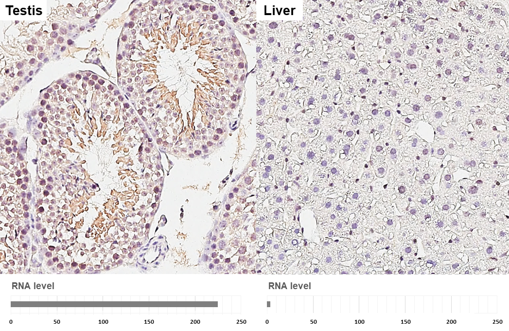 GIT1 antibody [GT87] detects GIT1 protein by immunohistochemical analysis. Sample: Paraffin-embedded mouse tissues. GIT1 stained by GIT1 antibody [GT87] (GTX641942) diluted at 1:100. Antigen Retrieval: Citrate buffer, pH 6.0, 15 min
