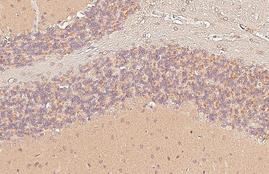 GIT1 antibody [GT87] detects GIT1 protein by immunohistochemical analysis. Sample: Paraffin-embedded rat cerebellum. GIT1 stained by GIT1 antibody [GT87] (GTX641942) diluted at 1:200. Antigen Retrieval: Citrate buffer, pH 6.0, 15 min