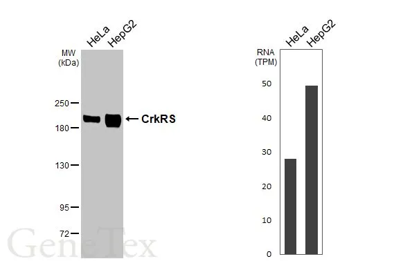 Various whole cell extracts (30 μg) were separated by 5% SDS-PAGE, and the membrane was blotted with CrkRS antibody [HL3756] (GTX641955) diluted at 1:1000. The HRP-conjugated anti-rabbit IgG antibody (GTX213110-01) was used to detect the primary antibody. Corresponding RNA expression data for the same cell lines are based on Human Protein Atlas program.