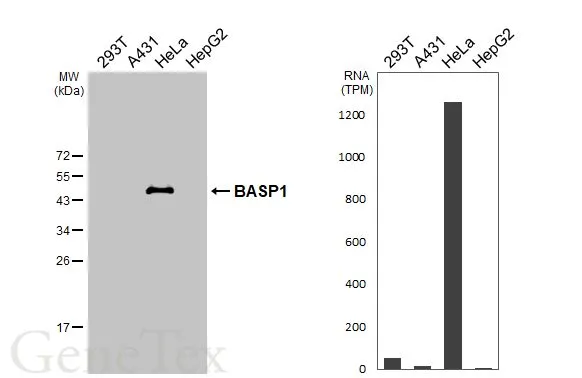 Various whole cell extracts (30 μg) were separated by 12% SDS-PAGE, and the membrane was blotted with BASP1 antibody [HL3760] (GTX641959) diluted at 1:1000. The HRP-conjugated anti-rabbit IgG antibody (GTX213110-01) was used to detect the primary antibody, and the signal was developed with Trident ECL plus-Enhanced. Corresponding RNA expression data for the same cell lines are based on Human Protein Atlas program.