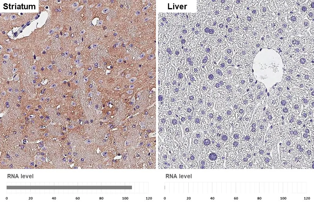 BASP1 antibody [HL3760] detects BASP1 protein by immunohistochemical analysis. Sample: Paraffin-embedded mouse tissues. BASP1 stained by BASP1 antibody [HL3760] (GTX641959) diluted at 1:250. Antigen Retrieval: Citrate buffer, pH 6.0, 15 min