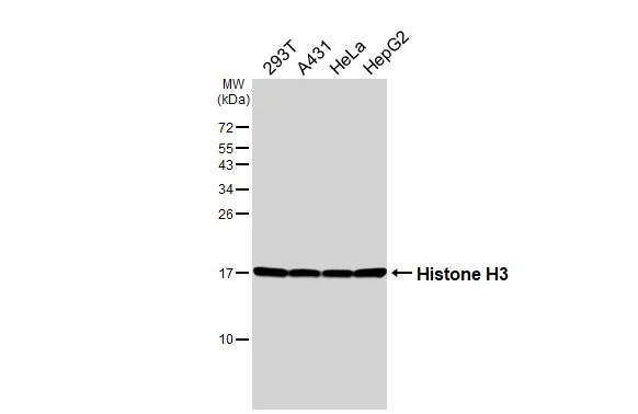 Various whole cell extracts (30 μg) were separated by 15% SDS-PAGE, and the membrane was blotted with Histone H3 antibody [HL3803] (GTX642022) diluted at 1:1000. The HRP-conjugated anti-rabbit IgG antibody (GTX213110-01) was used to detect the primary antibody.