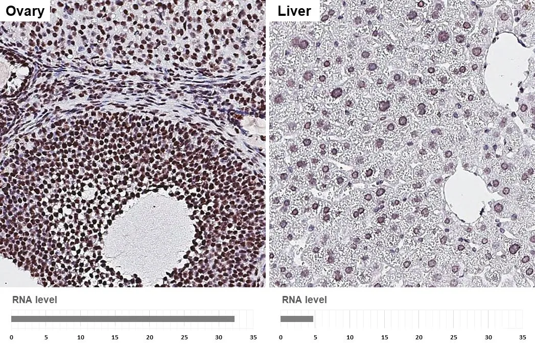 ALY antibody [HL3813] detects ALY protein by immunohistochemical analysis. Sample: Paraffin-embedded mouse tissues. ALY stained by ALY antibody [HL3813] (GTX642037) diluted at 1:200. Antigen Retrieval: Tris-EDTA buffer, pH 9.0, 15 min