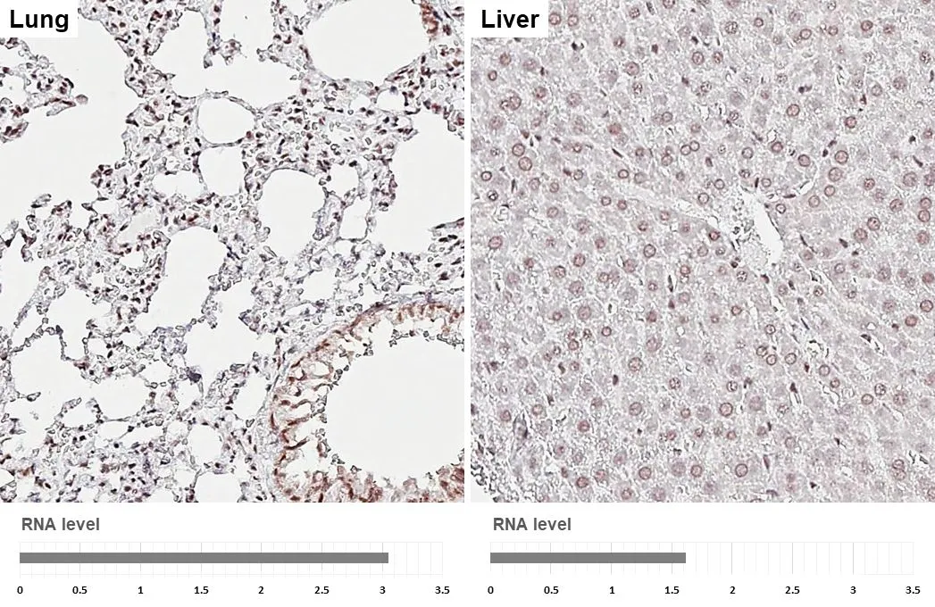 ALY antibody [HL3813] detects ALY protein by immunohistochemical analysis. Sample: Paraffin-embedded rat tissues. ALY stained by ALY antibody [HL3813] (GTX642037) diluted at 1:200. Antigen Retrieval: Tris-EDTA buffer, pH 9.0, 15 min