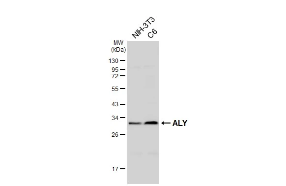 Various whole cell extracts (30 μg) were separated by 12% SDS-PAGE, and the membrane was blotted with ALY antibody [HL3813] (GTX642037) diluted at 1:1000. The HRP-conjugated anti-rabbit IgG antibody (GTX213110-01) was used to detect the primary antibody.