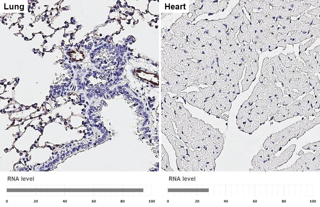 Anti-CD31 antibody [HL3991] (GTX642317) | GeneTex