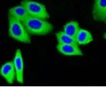 ICC/IF analysis of HepG2 cells using GTX64270 IGF2 Receptor antibody [GT1078]. Fixation : 4% PFA Permeabilization : 0.25% Triton X-100 in PBS Green : Primary antibody Blue : DAPI