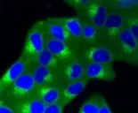 ICC/IF analysis of HeLa cells using GTX64270 IGF2 Receptor antibody [GT1078]. Fixation : 4% PFA Permeabilization : 0.25% Triton X-100 in PBS Green : Primary antibody Blue : DAPI