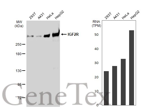 Various whole cell extracts (30 microg) were separated by 5% SDS-PAGE, and the membrane was blotted with IGF2R antibody [GT1078] (GTX64270) diluted at 1:500. The HRP-conjugated anti-rabbit IgG antibody (GTX213110-01) was used to detect the primary antibody. Corresponding RNA expression data for the same cell lines are based on Human Protein Atlas program.