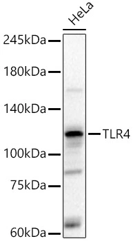 WB analysis of HeLa cell lysates using GTX64330 TLR4 antibody. Dilution : 1:2000 Loading : 25microg