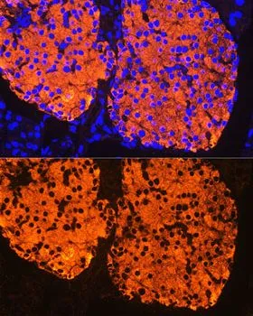 IHC-P analysis of mouse pancreatic islet tissue using GTX64334 Insulin antibody. Blue : DAPI Dilution : 1:100
