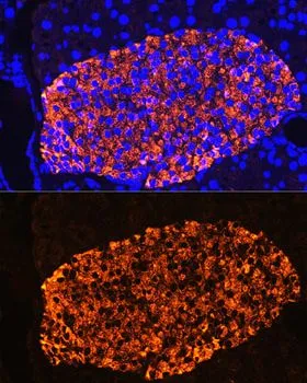 IHC-P analysis of rat pancreas tissue using GTX64334 Insulin antibody. Blue : DAPI Dilution : 1:100