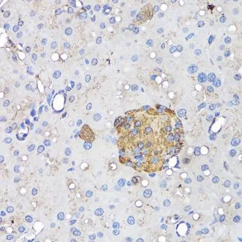 IHC-P analysis of mouse pancreatic islet tissue using GTX64334 Insulin antibody. Dilution : 1:50
