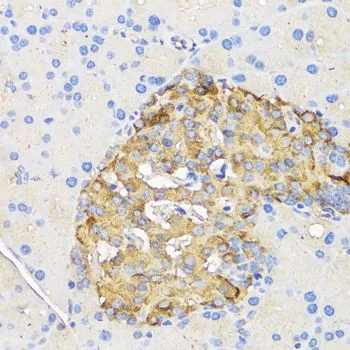 IHC-P analysis of rat pancreatic islet tissue using GTX64334 Insulin antibody. Dilution : 1:50