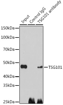 IP analysis of HeLa cell lysate using GTX64349 TSG101 antibody. Antibody amount : 3microg / 200microg lysate Dilution : 1:1000 IP analysis of HeLa cell lysate using GTX64349 TSG101 antibody. Antibody amount : 3microg / 200microg lysate Dilution : 1:1000