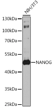WB analysis of NIH/3T3 cell lysate using GTX64350 Nanog antibody. Dilution : 1:1000 Loading : 25microg per lane WB analysis of NIH/3T3 cell lysate using GTX64350 Nanog antibody. Dilution : 1:1000 Loading : 25microg per lane