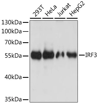 WB analysis of various sample lysates using GTX64358 IRF3 antibody. Dilution : 1:3000 Loading : 25microg per lane